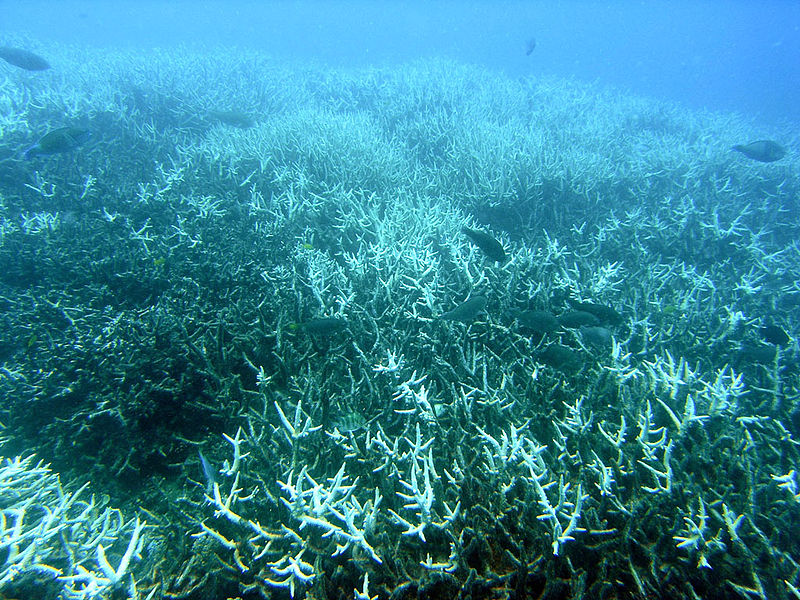Kifehéredett korallok. Forrás: Wikipédia
