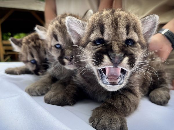 Fotó: Nyíregyházi Állatpark/Facebook