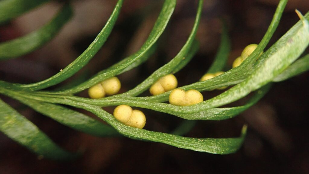 Tmesipteris oblanceolata. Forrás: Pol Fernandez.