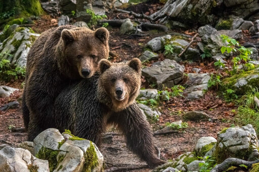 Kép forrása: slovenianbears.com