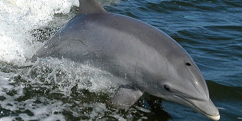 Palackorrú delfin. Forrás: Wikipédia