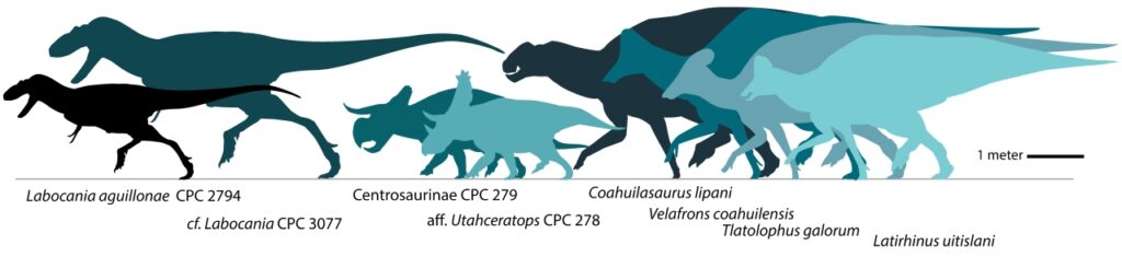 Forrás: Fossil Studies