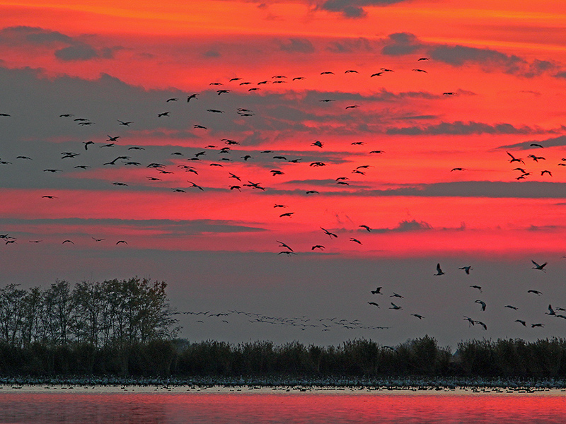 Darvak a Hortobágyon. Forrás: Hortobágyi Nemzeti Park