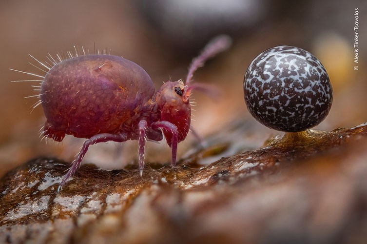 Élet a halott fa alatt - Alexis Tinker-Tsavalas. Forrás: Wildlife Photographer of the Year