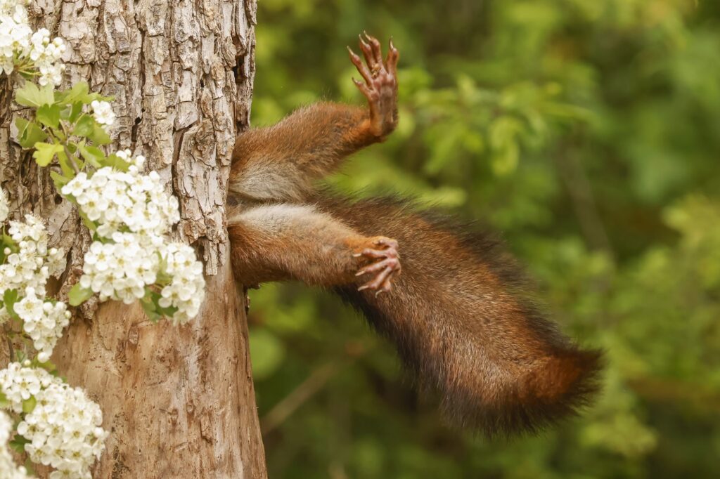 Milko Macheti. Comedy Wildlife Photography Awards