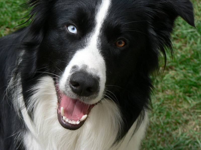 Összesítve a border collie-k lettek a legjobb szaglók. Forrás: Wikipédia