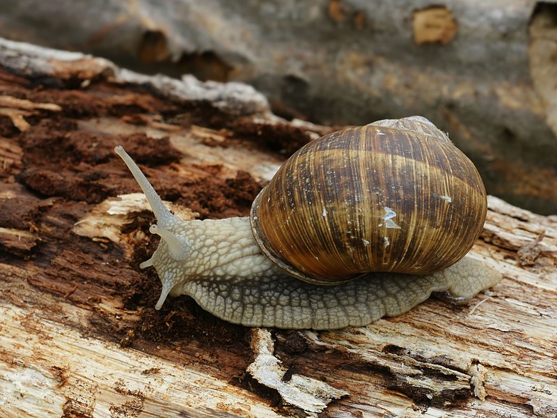 Egy éticsiga és a háza. Forrás: Wikipédia